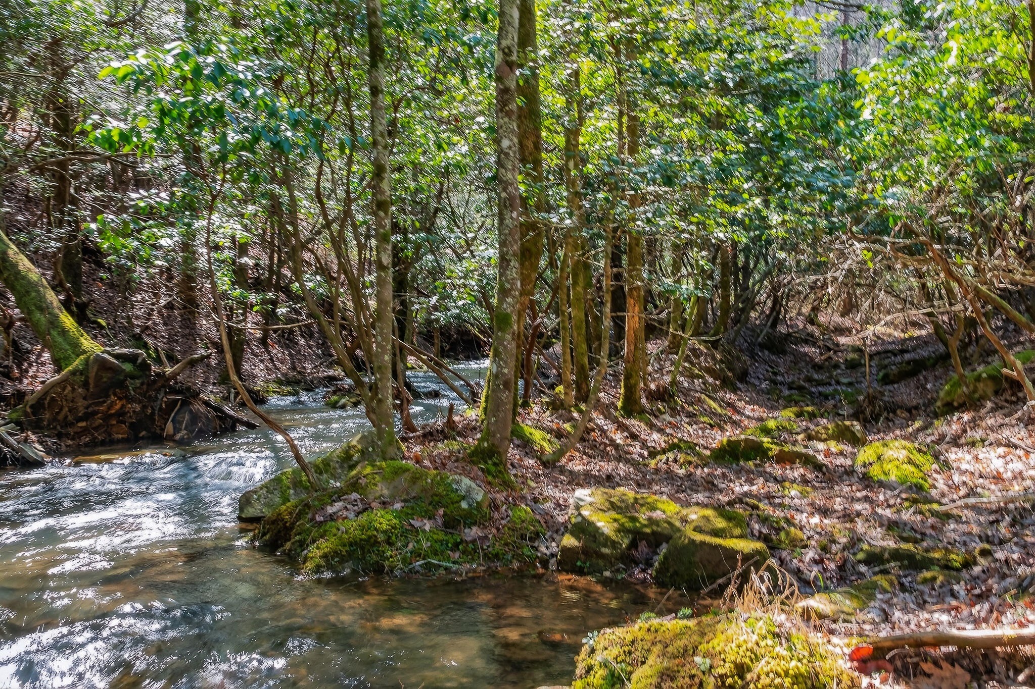 253 Daus Mountain Road Palmer TN 37365