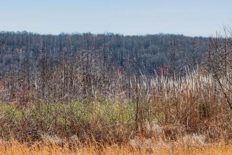 253 Daus Mountain Road Palmer TN 37365
