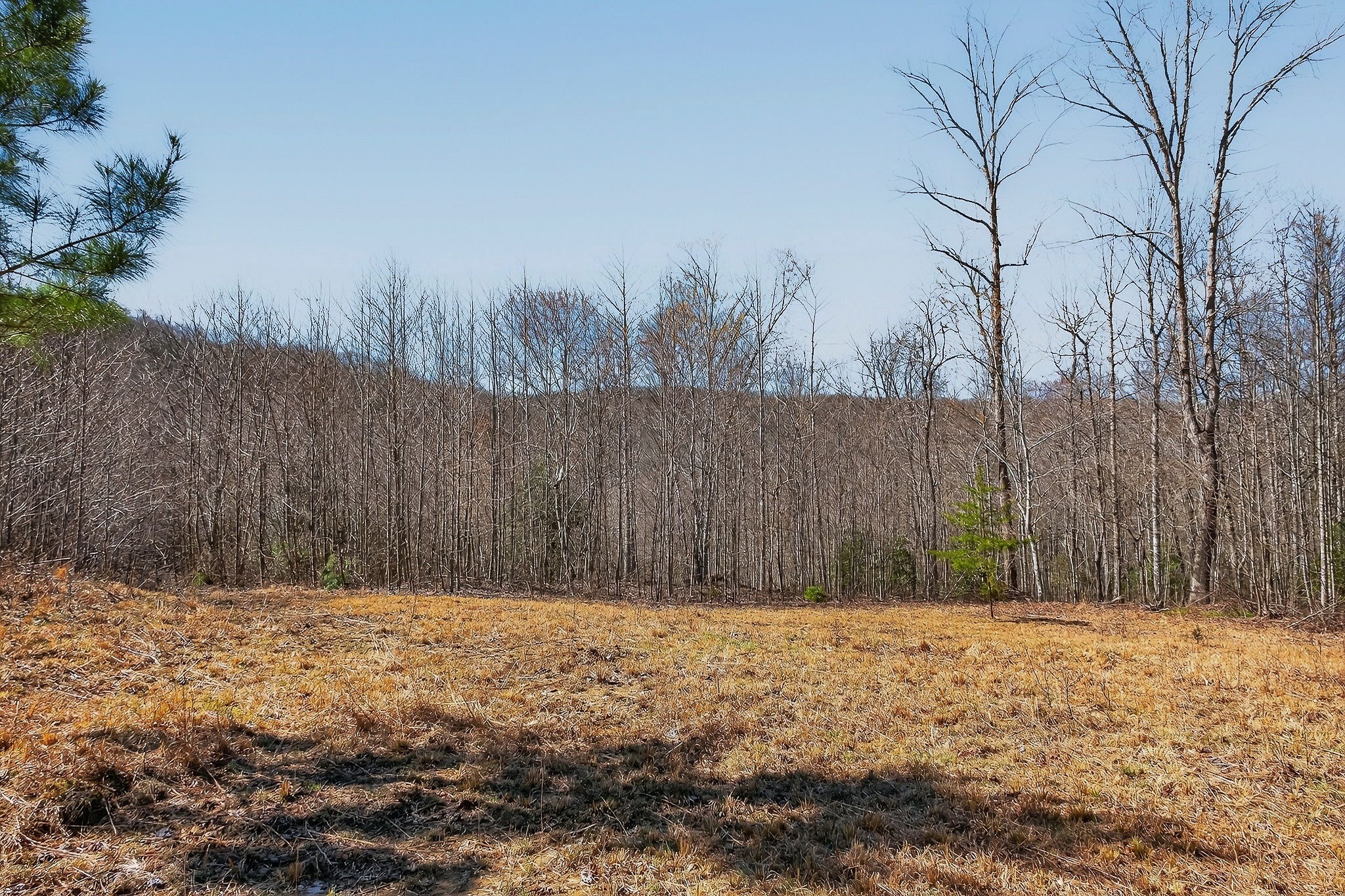 253 Daus Mountain Road Palmer TN 37365