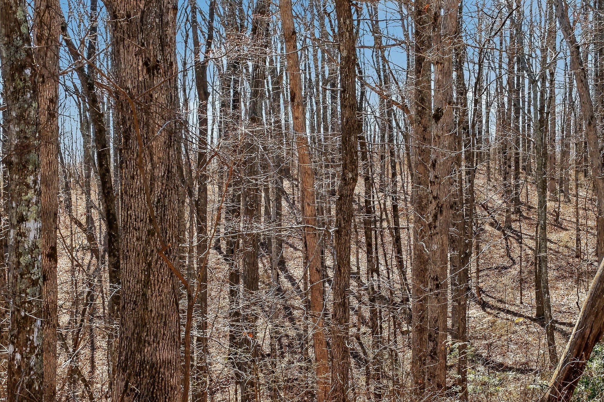 253 Daus Mountain Road Palmer TN 37365