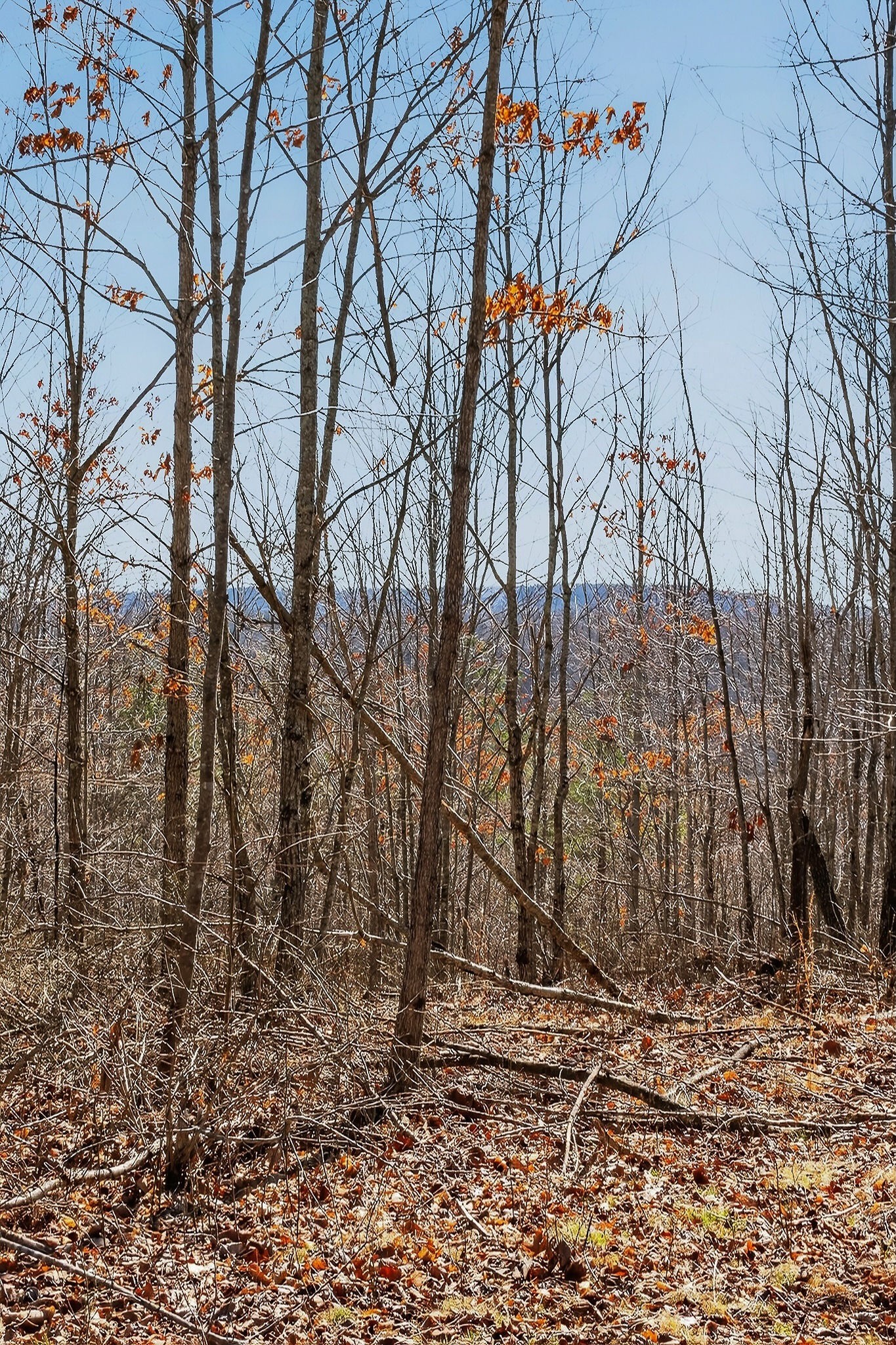 253 Daus Mountain Road Palmer TN 37365