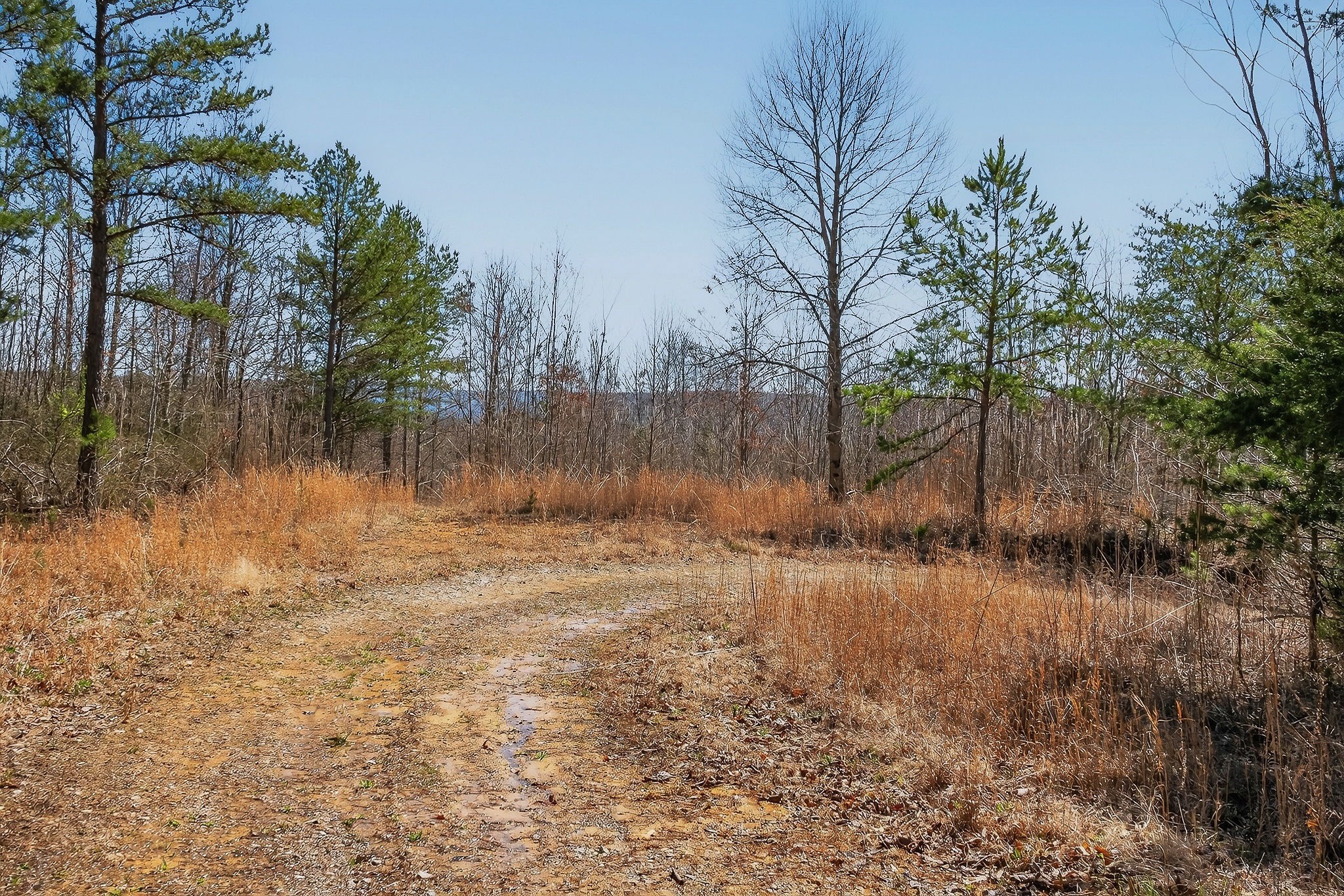 253 Daus Mountain Road Palmer TN 37365
