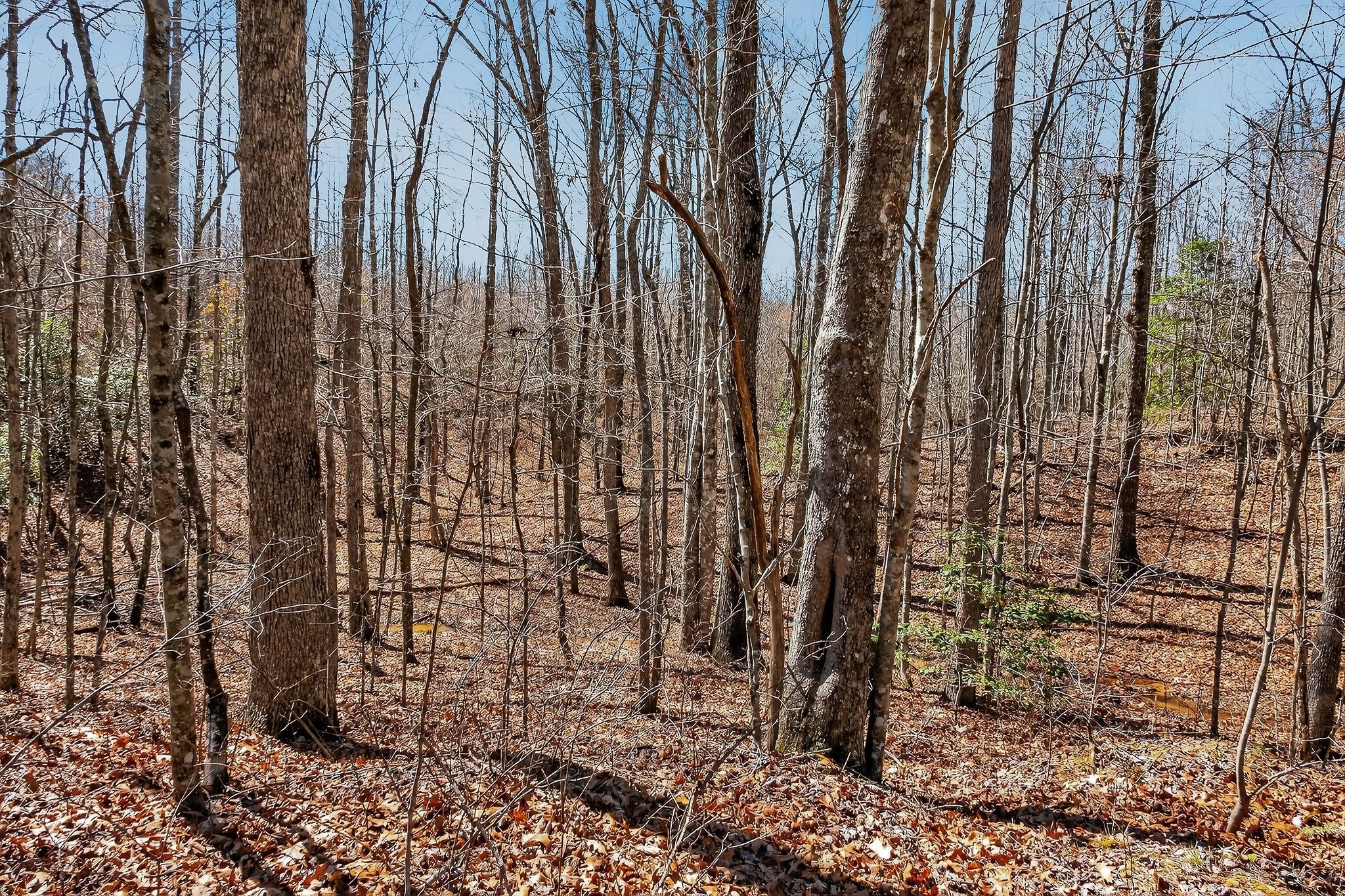 253 Daus Mountain Road Palmer TN 37365