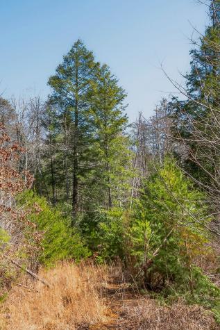 253 Daus Mountain Road Palmer TN 37365