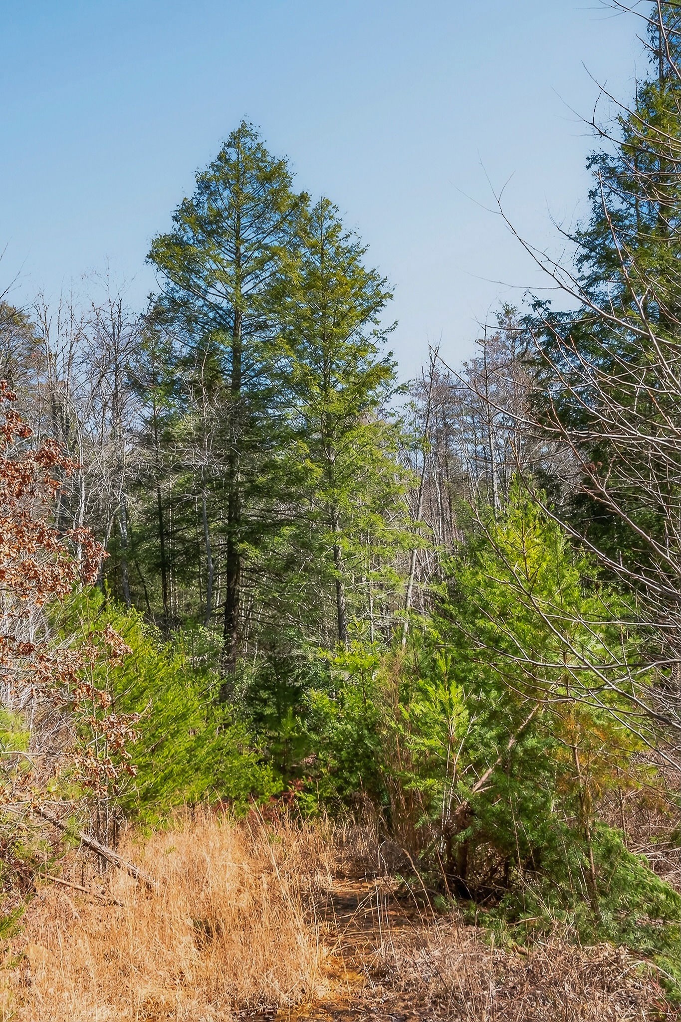 253 Daus Mountain Road Palmer TN 37365