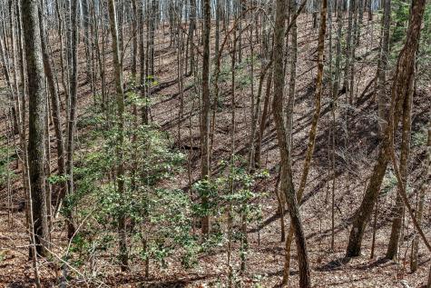 253 Daus Mountain Road Palmer TN 37365