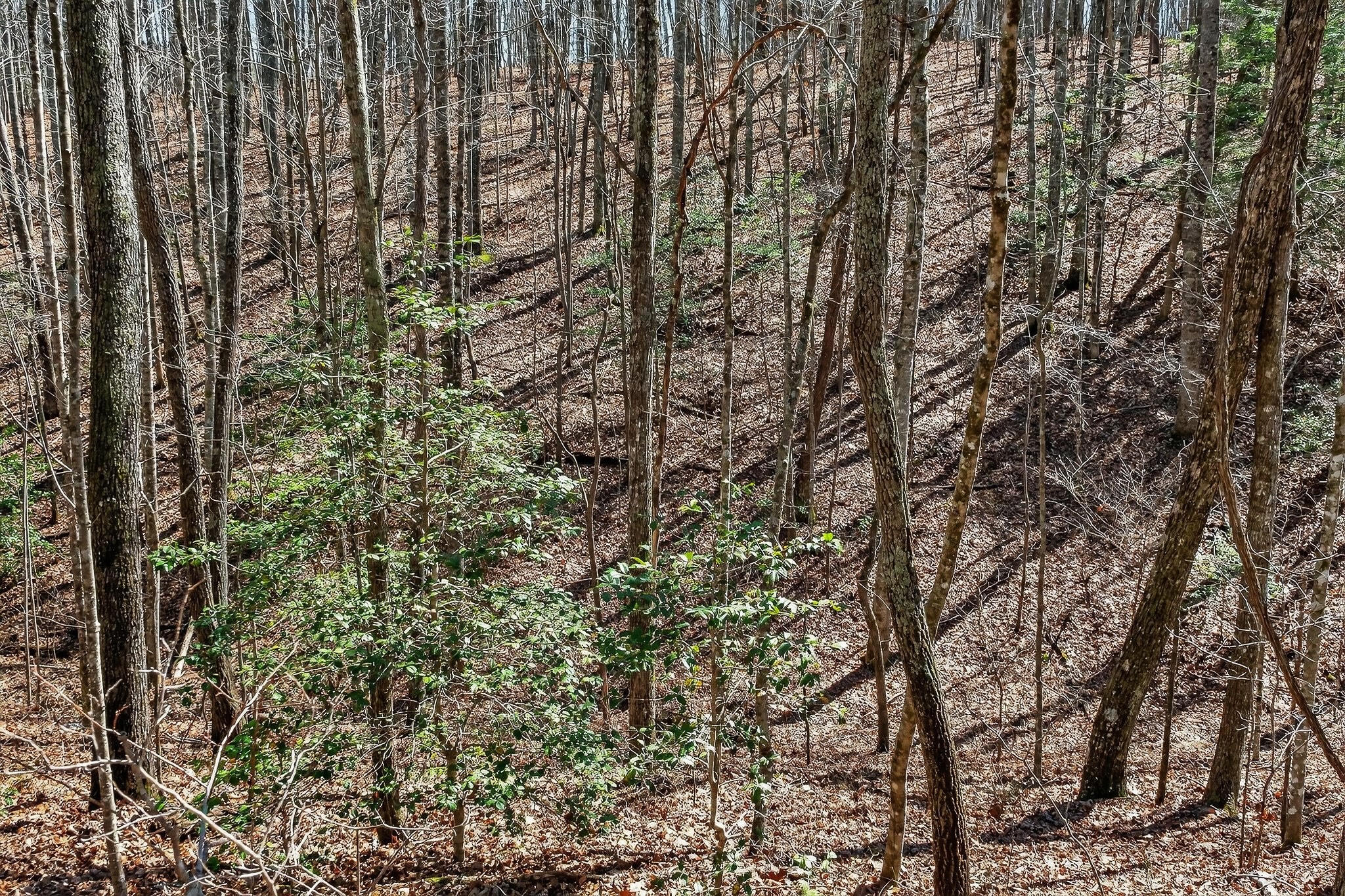 253 Daus Mountain Road Palmer TN 37365