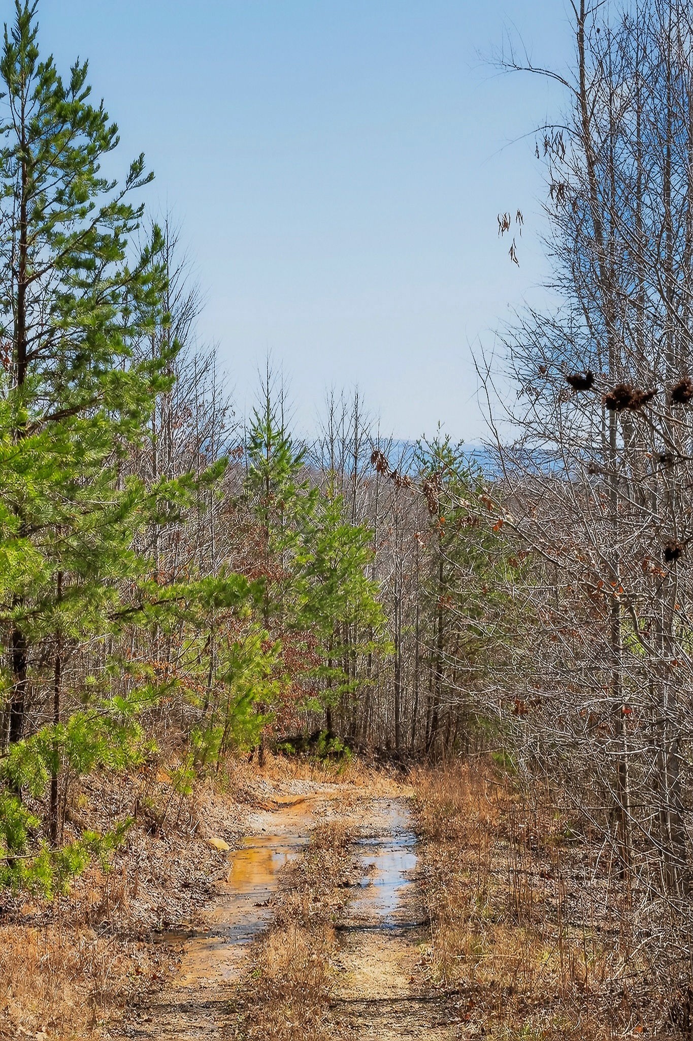 253 Daus Mountain Road Palmer TN 37365