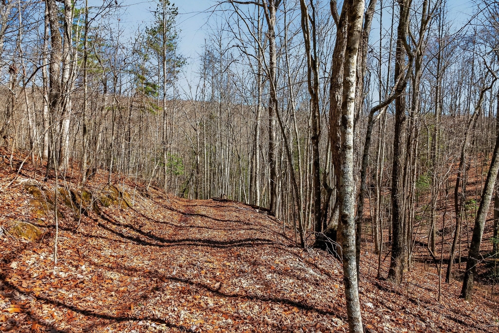 253 Daus Mountain Road Palmer TN 37365