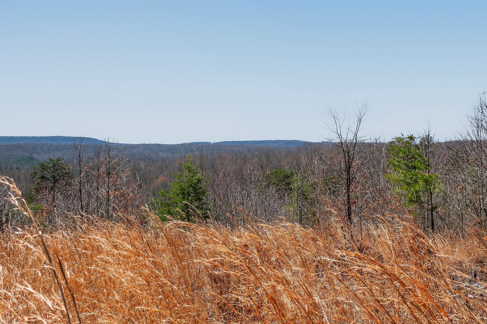 253 Daus Mountain Road Palmer TN 37365