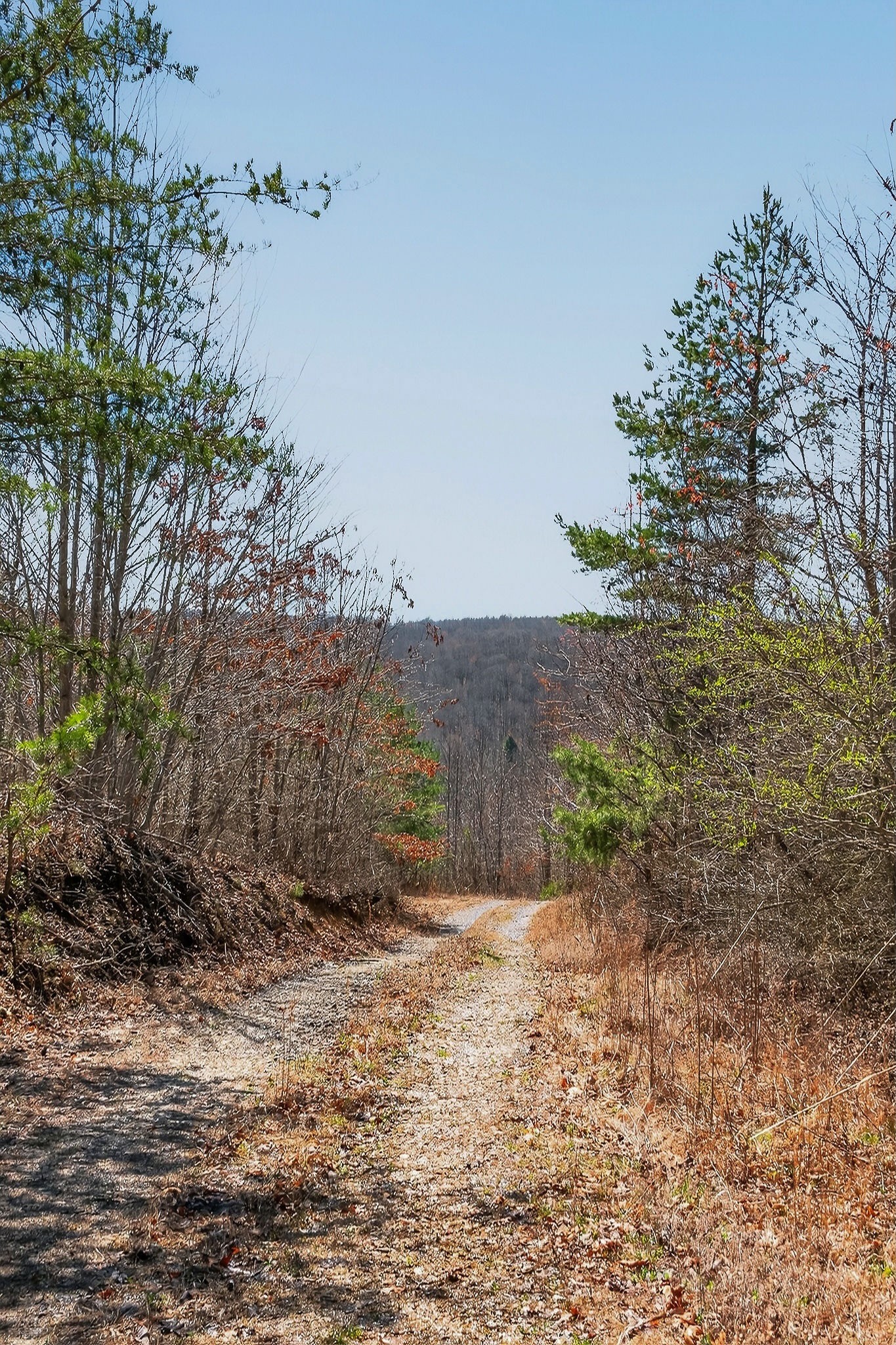 253 Daus Mountain Road Palmer TN 37365