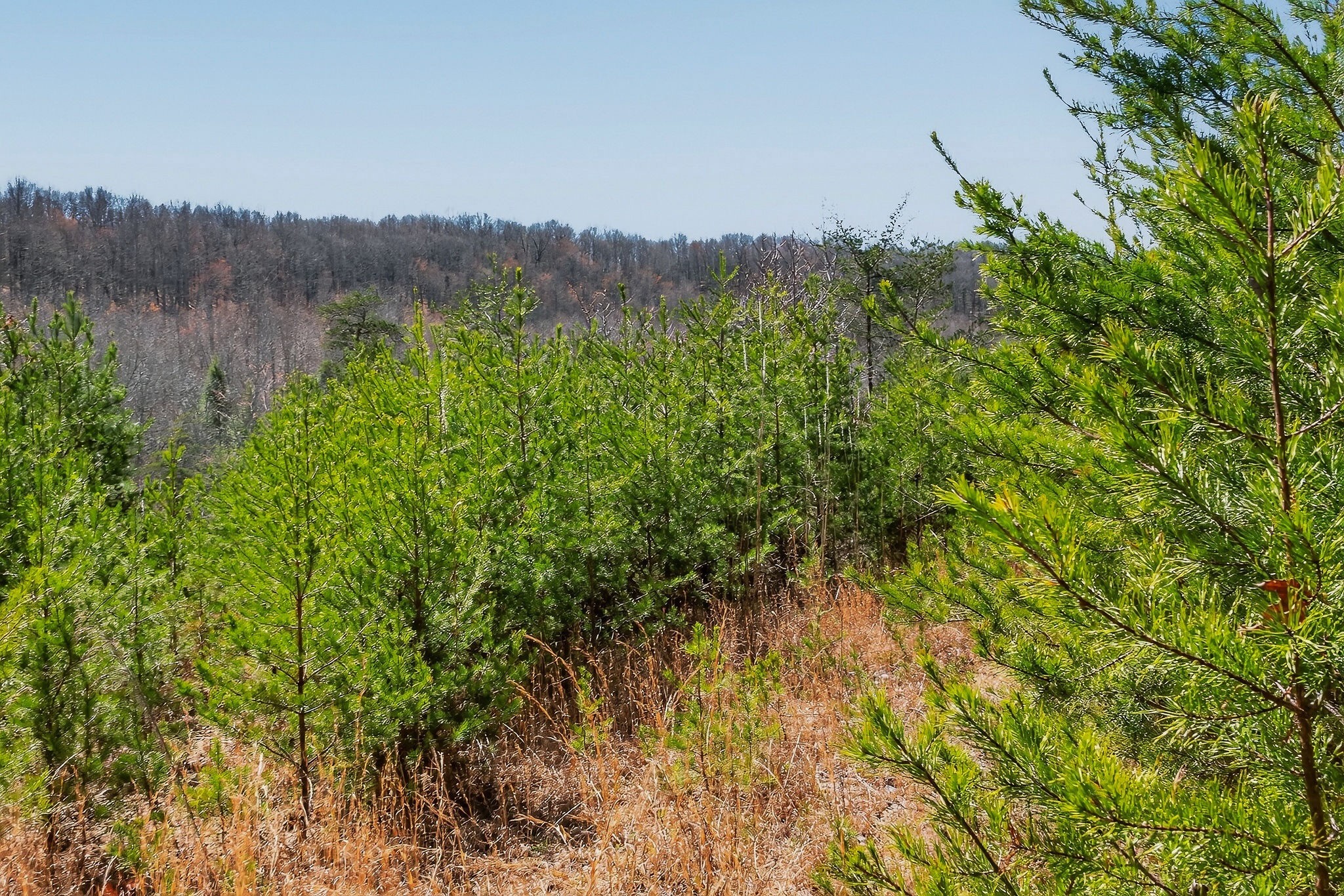 253 Daus Mountain Road Palmer TN 37365