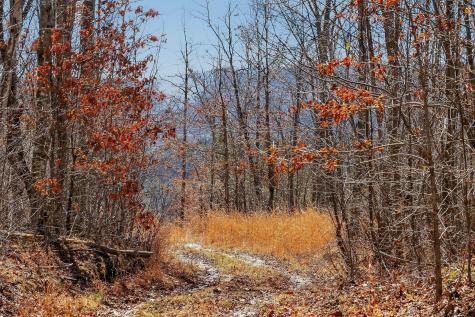 253 Daus Mountain Road Palmer TN 37365