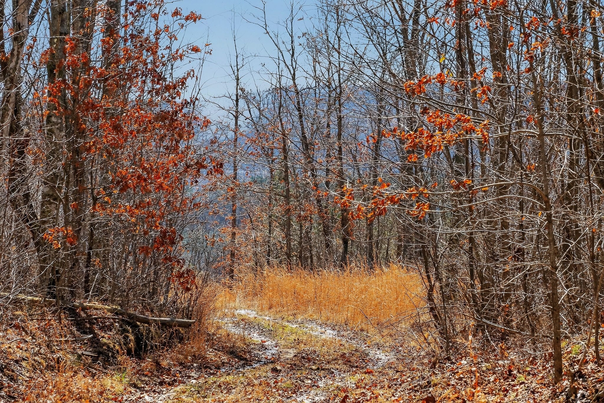 253 Daus Mountain Road Palmer TN 37365