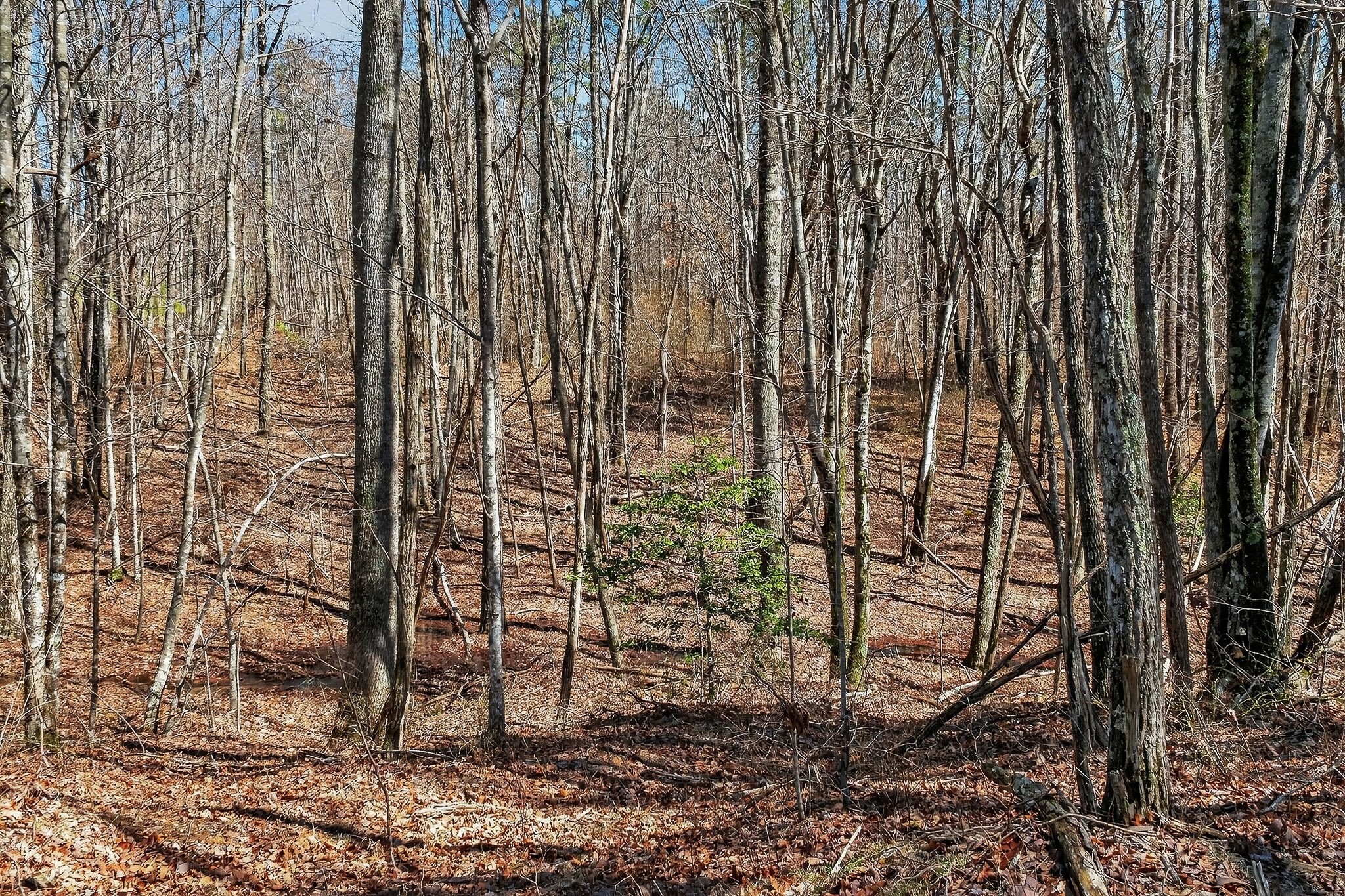 253 Daus Mountain Road Palmer TN 37365