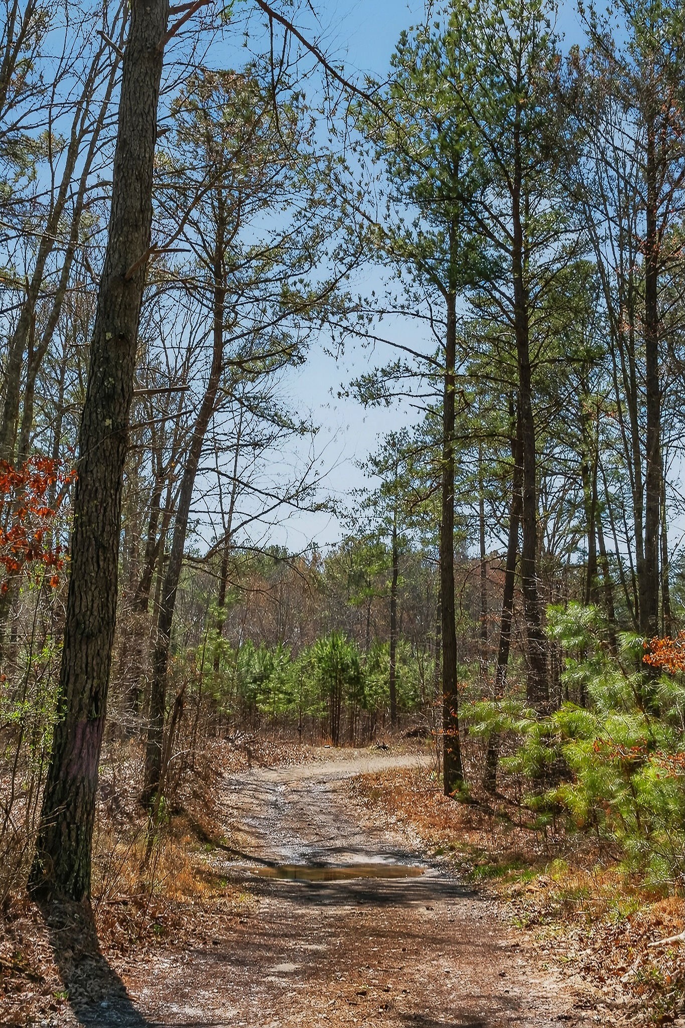 253 Daus Mountain Road Palmer TN 37365