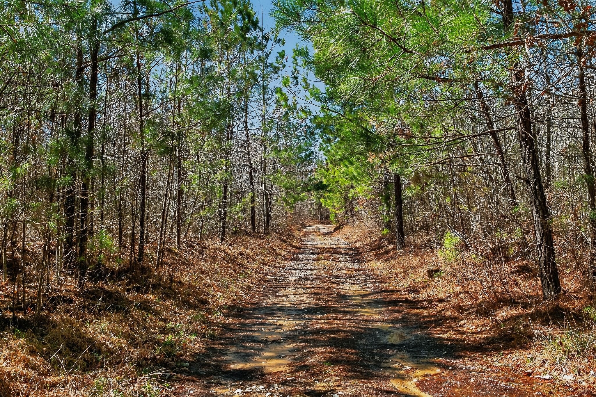253 Daus Mountain Road Palmer TN 37365