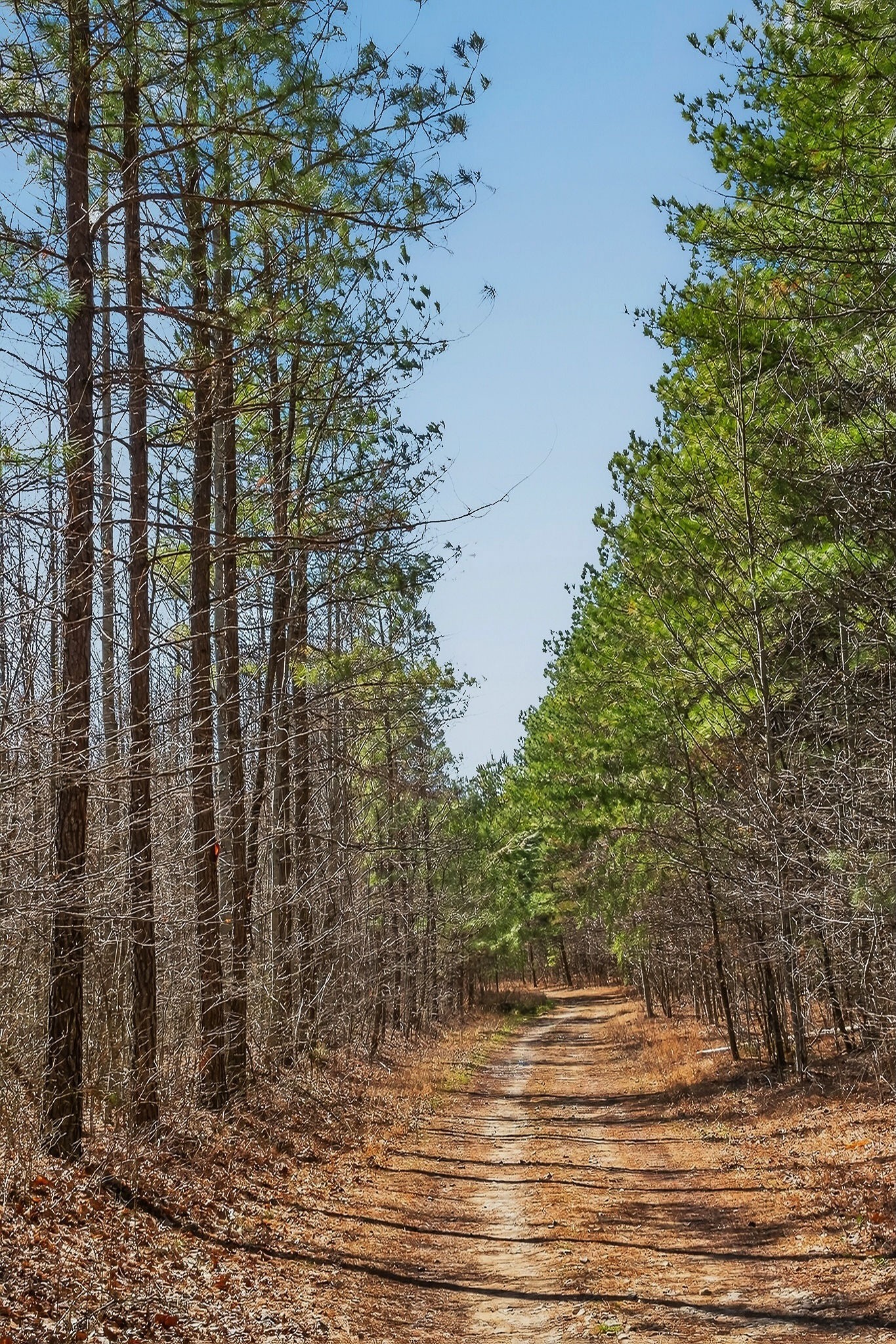 253 Daus Mountain Road Palmer TN 37365