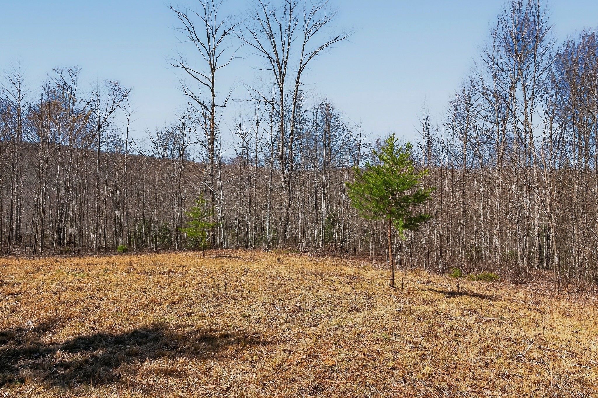 253 Daus Mountain Road Palmer TN 37365