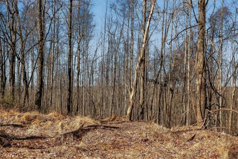 253 Daus Mountain Road Palmer TN 37365