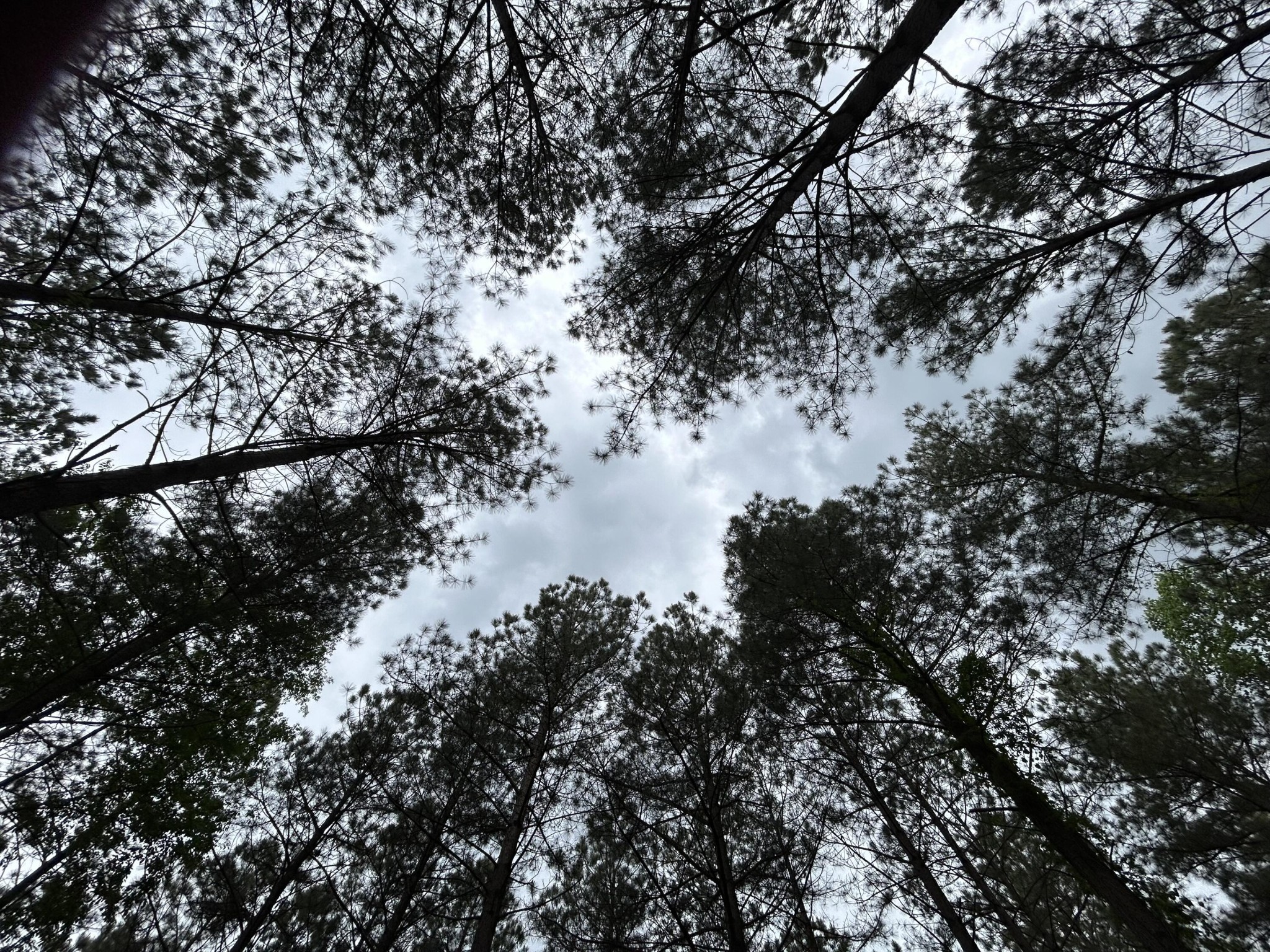 140 Foxtrot Lane Jasper TN 37347