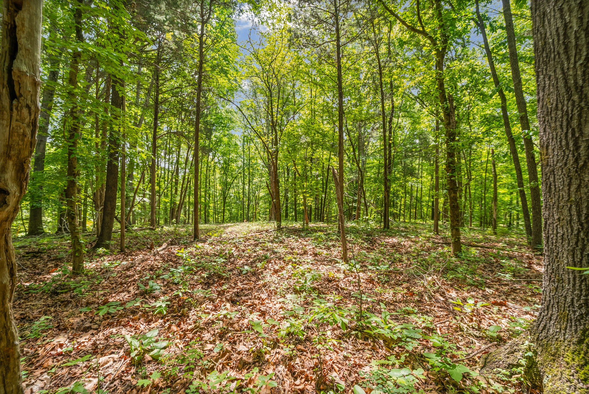 1 Budds Creek Road Palmyra TN 37142