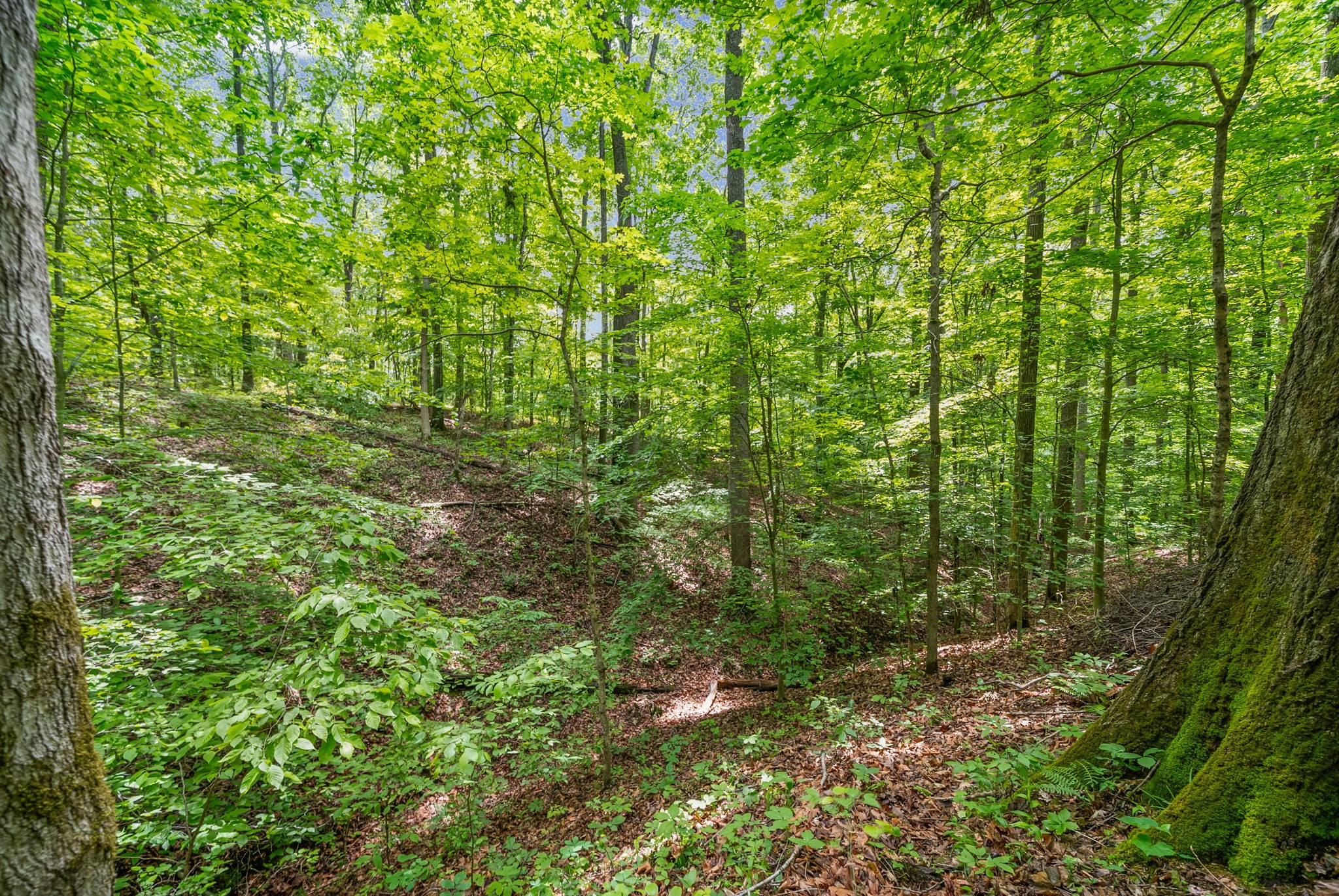 1 Budds Creek Road Palmyra TN 37142