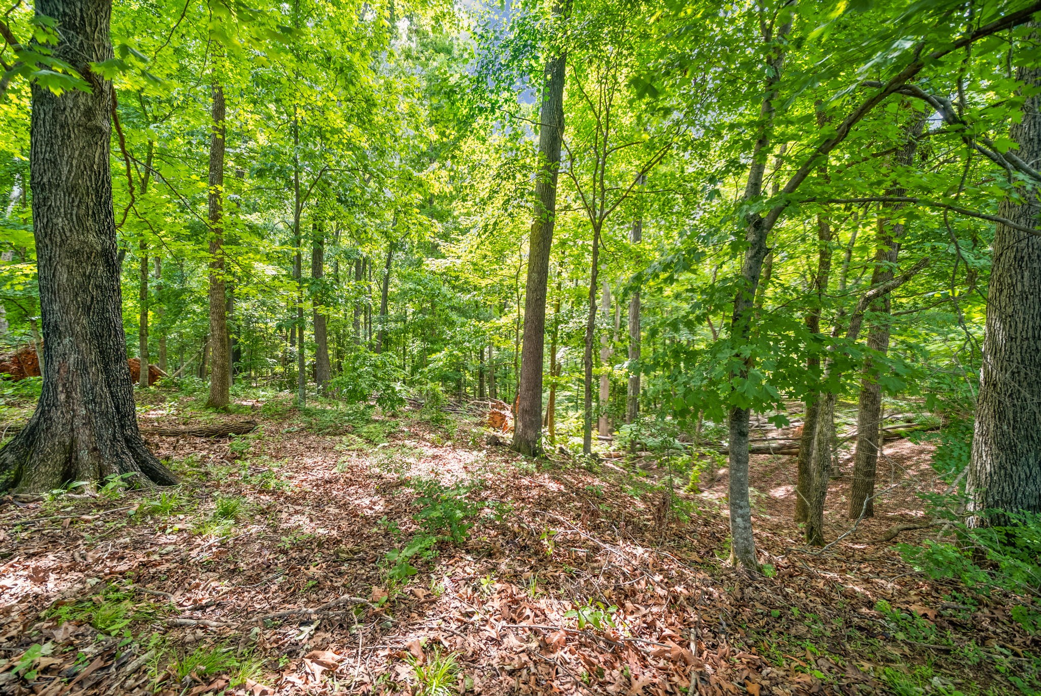1 Budds Creek Road Palmyra TN 37142
