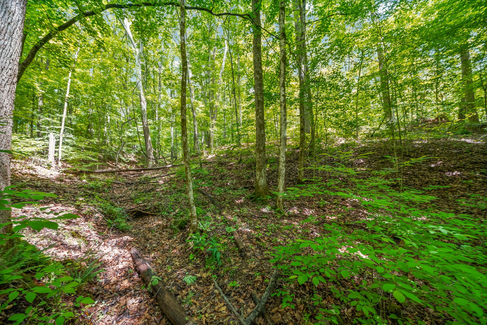 1 Budds Creek Road Palmyra TN 37142