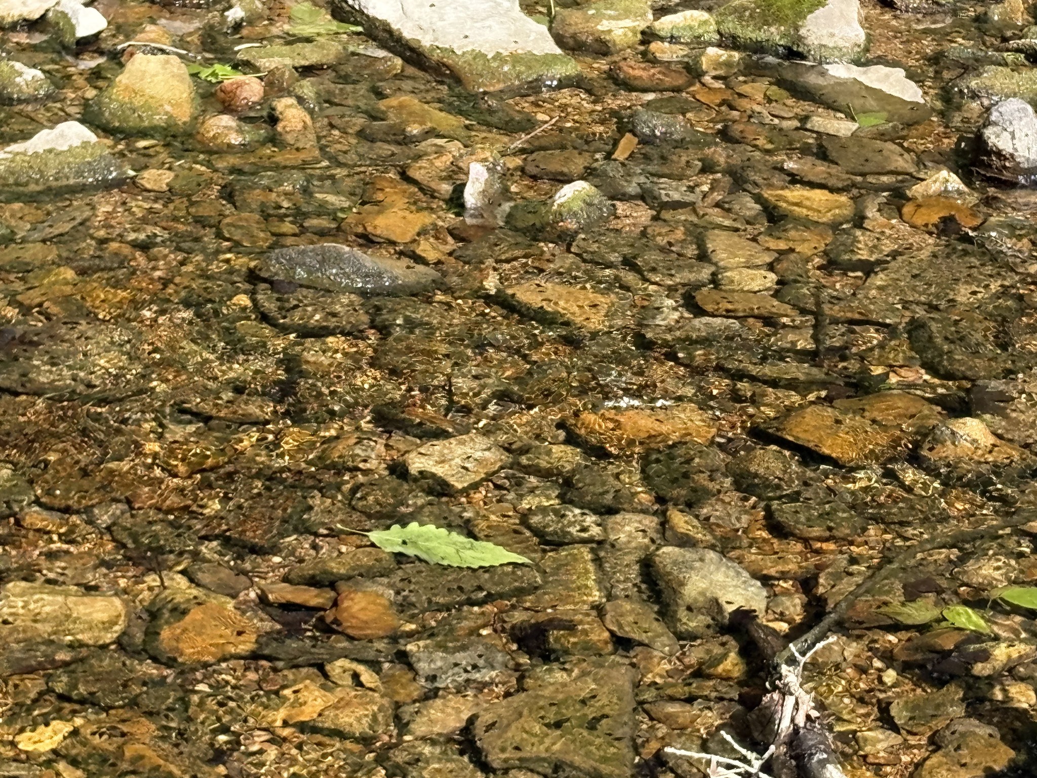 1 Budds Creek Road Palmyra TN 37142