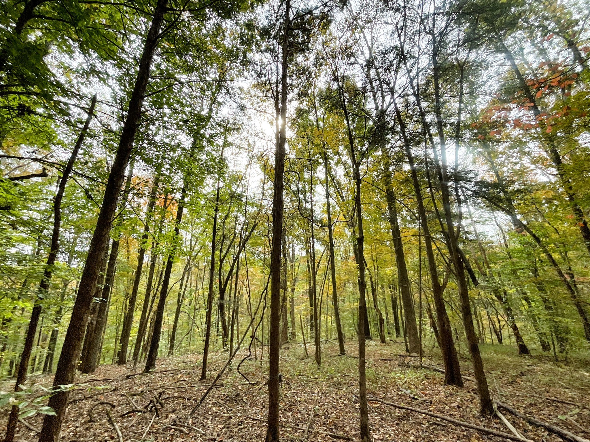 1 Budds Creek Road Palmyra TN 37142