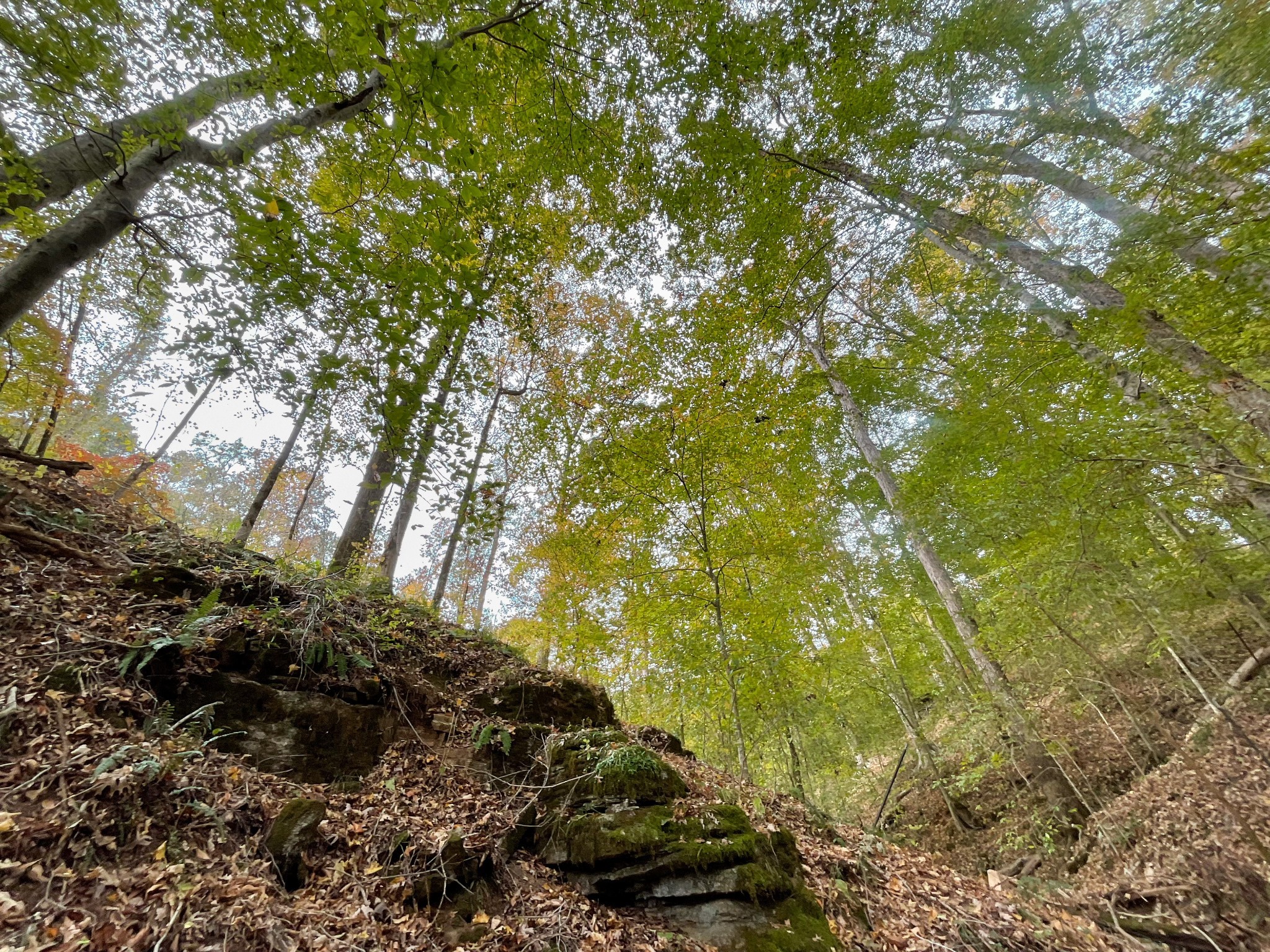 1 Budds Creek Road Palmyra TN 37142