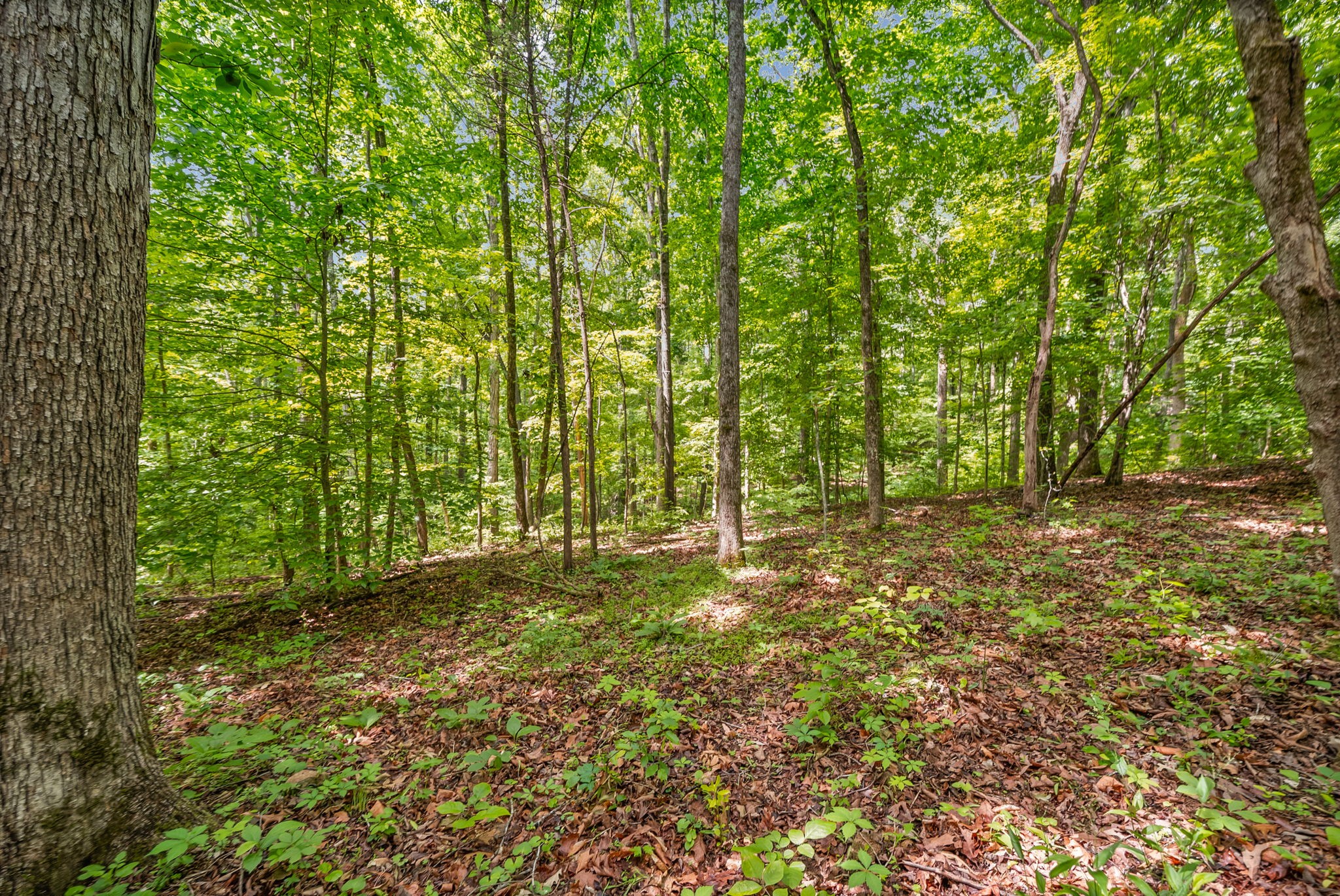 1 Budds Creek Road Palmyra TN 37142