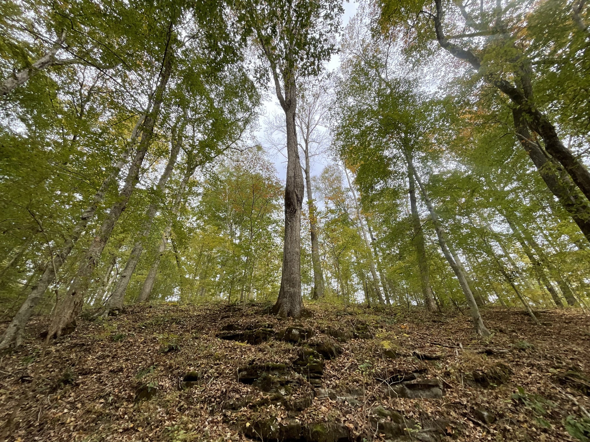 1 Budds Creek Road Palmyra TN 37142