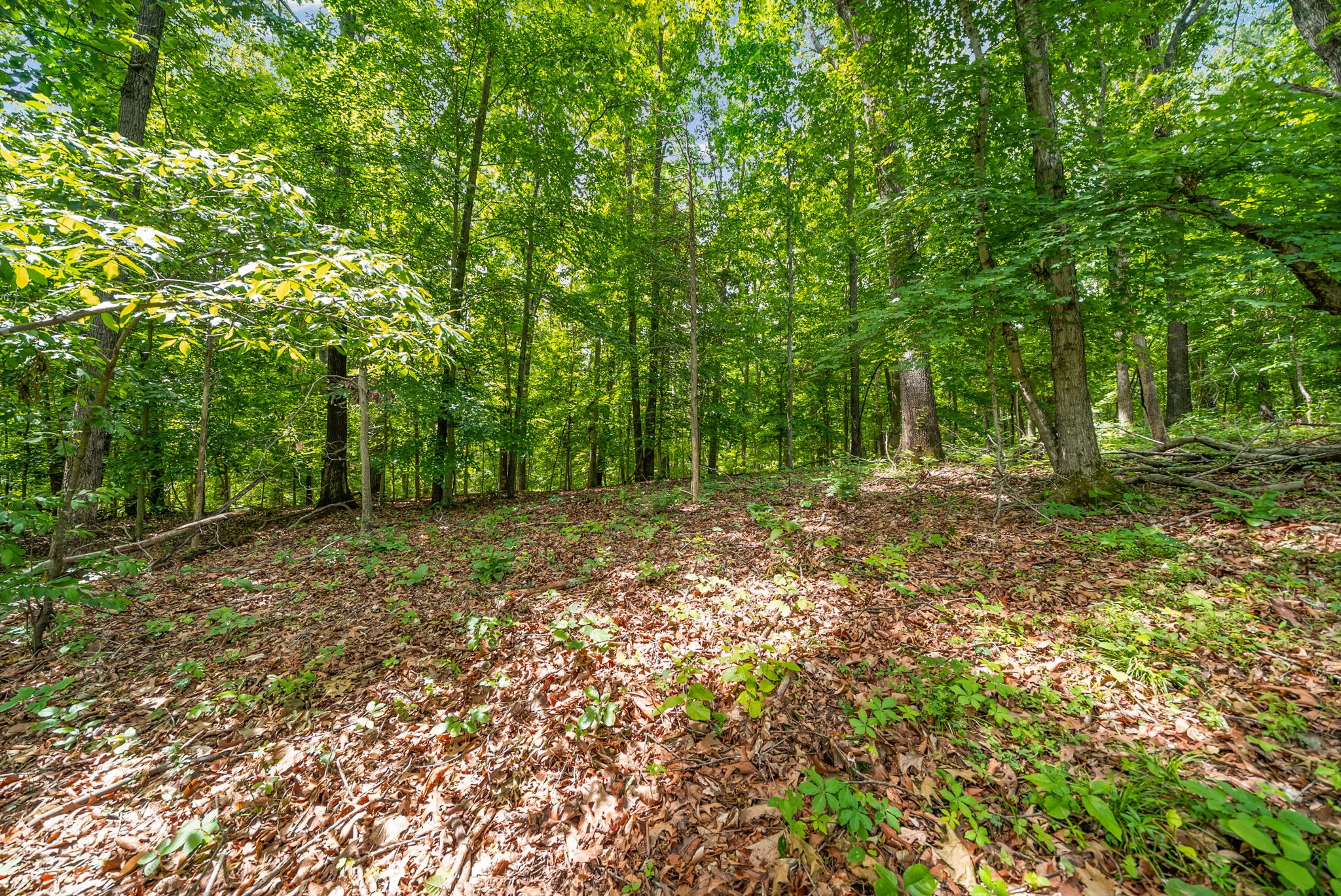 1 Budds Creek Road Palmyra TN 37142