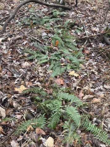 3699 Crockett Pointe Jasper TN 37347