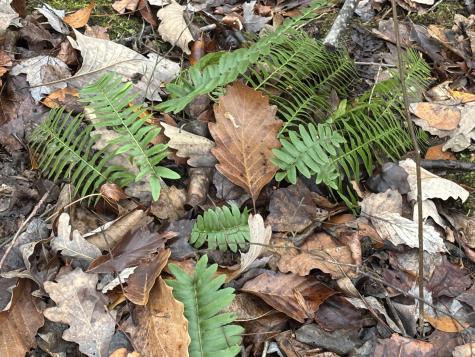 3699 Crockett Pointe Jasper TN 37347