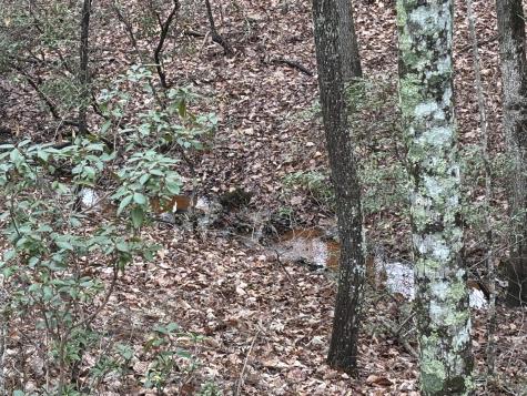 3699 Crockett Pointe Jasper TN 37347