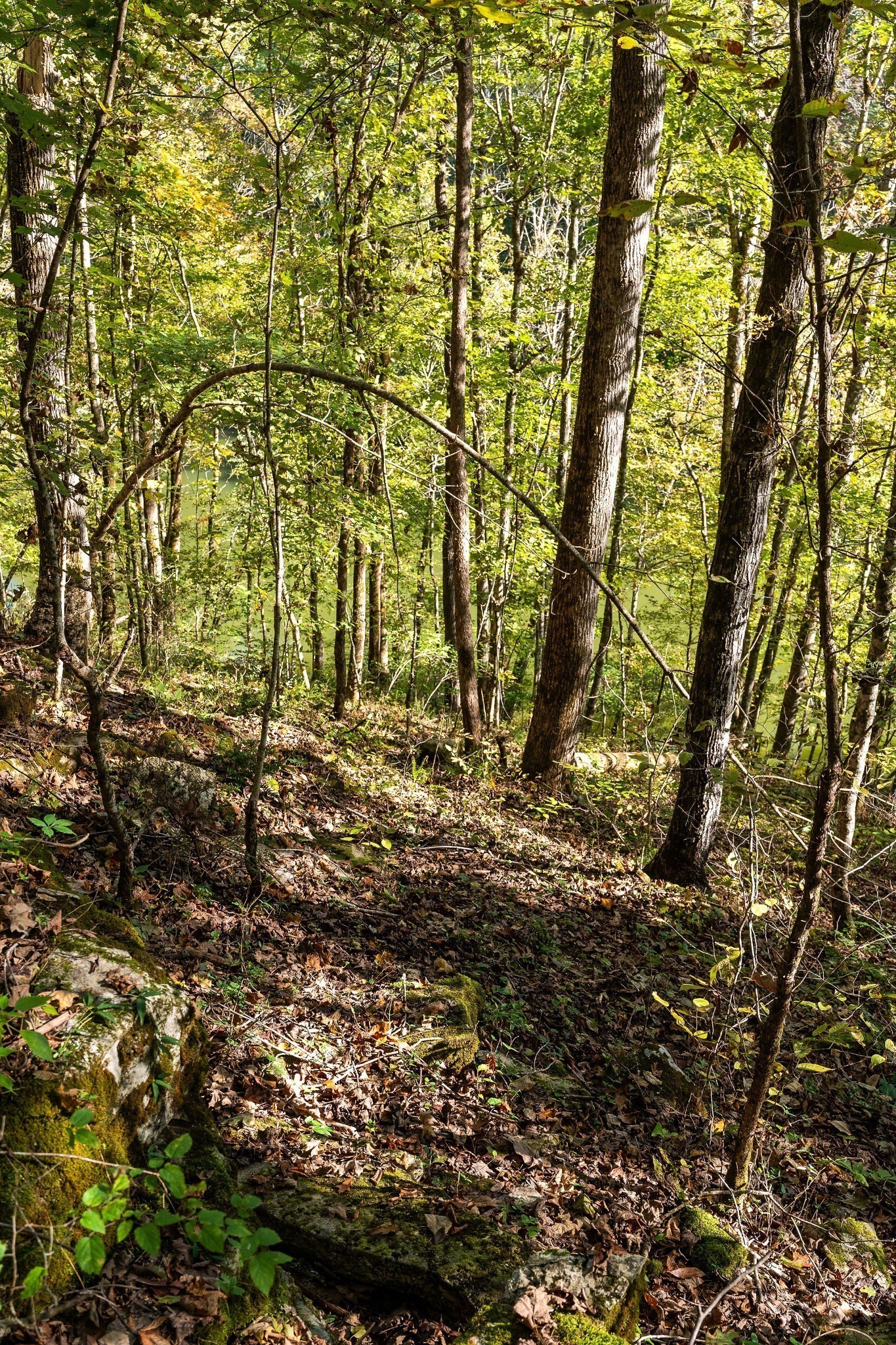 0 Goodbar Road Rock Island TN 38581