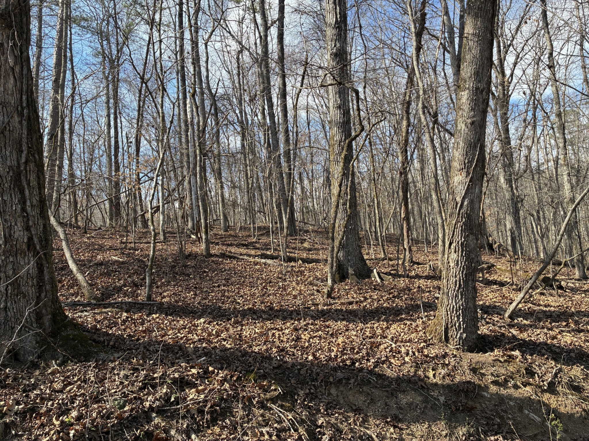 0 Eagle Point Drive Lot 8 Rockwood TN 37854