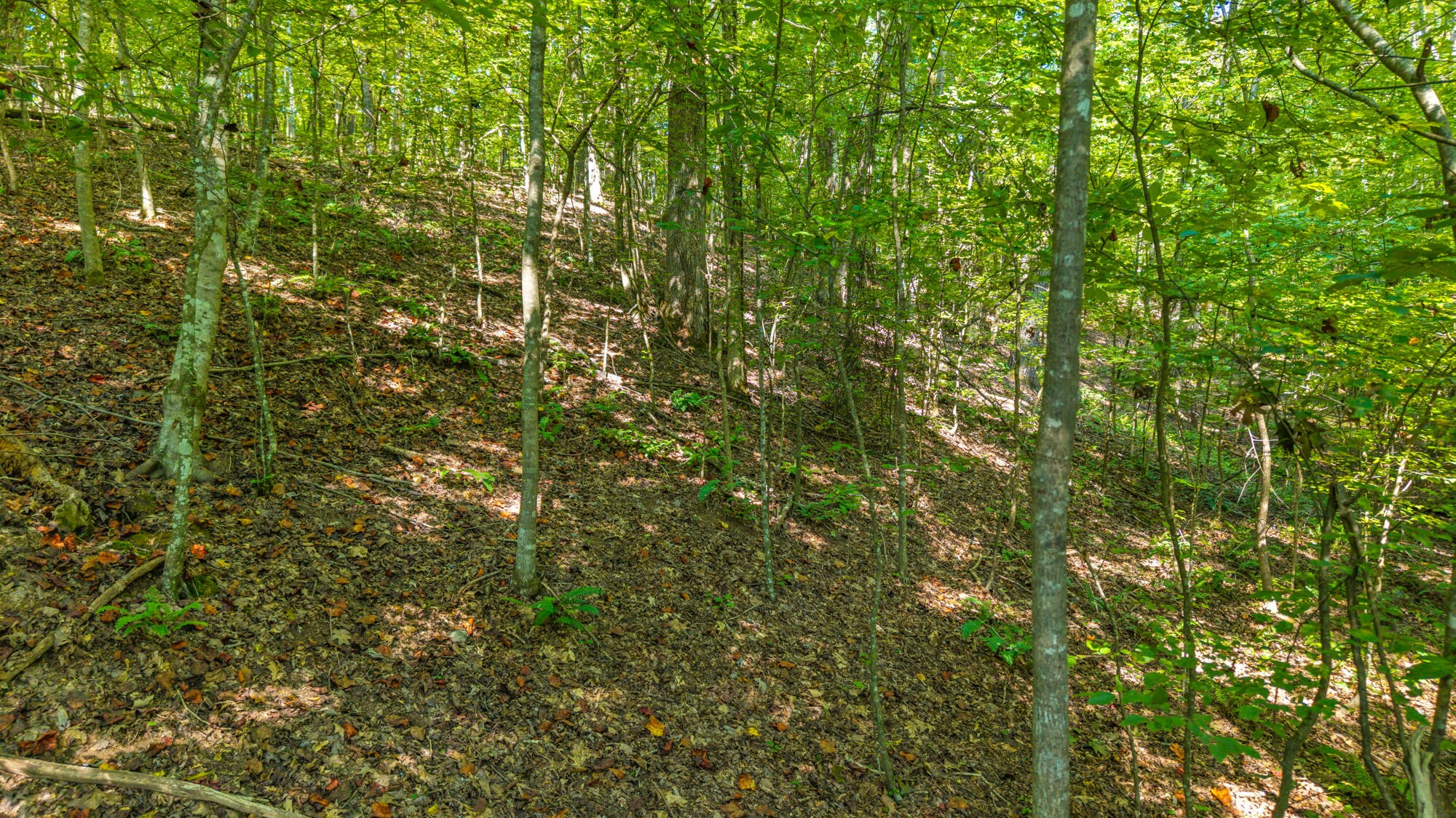 0 Eagle Point Drive Lot 8 Rockwood TN 37854