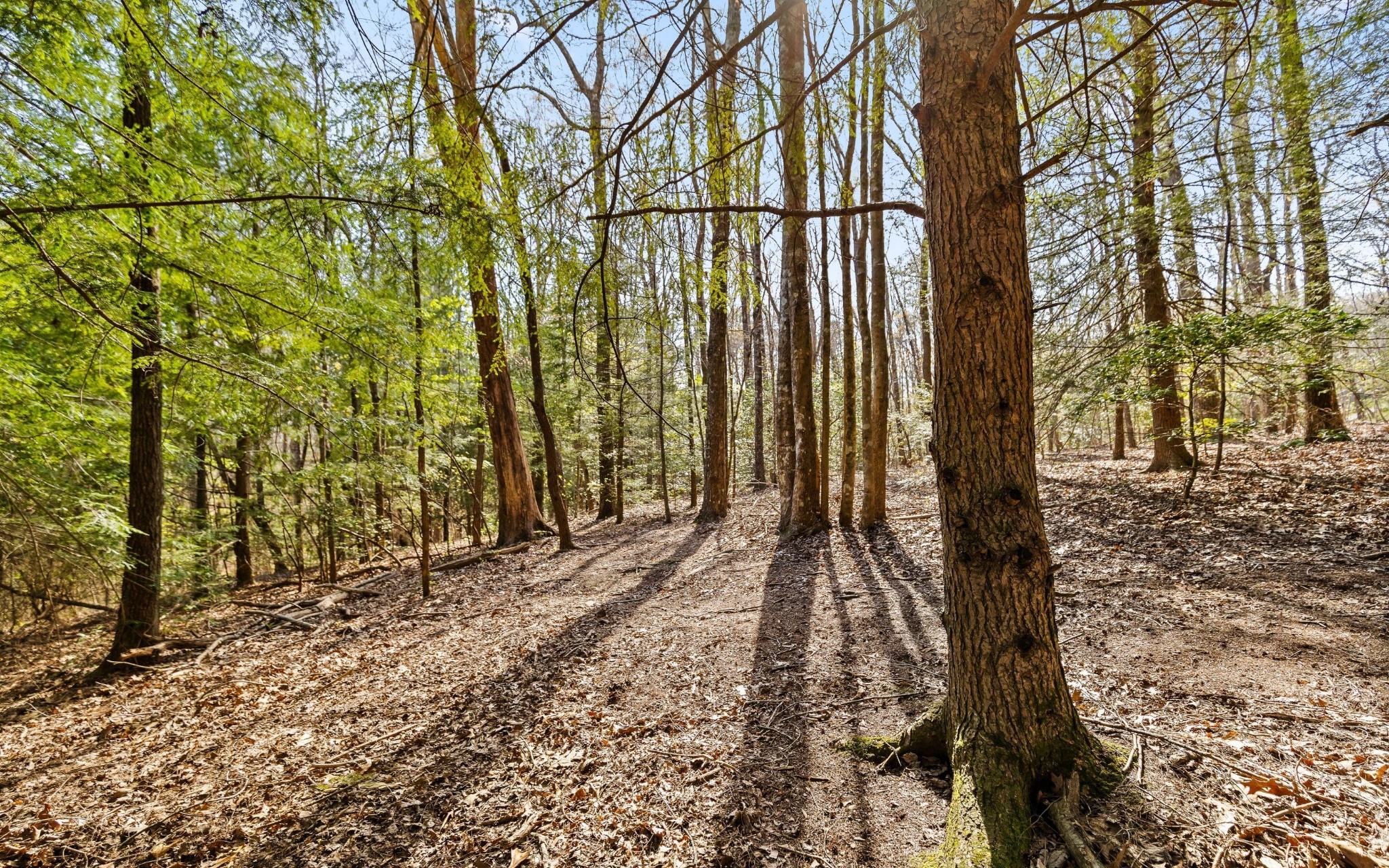 2593 Boston Branch Circle Signal Mountain TN 37377