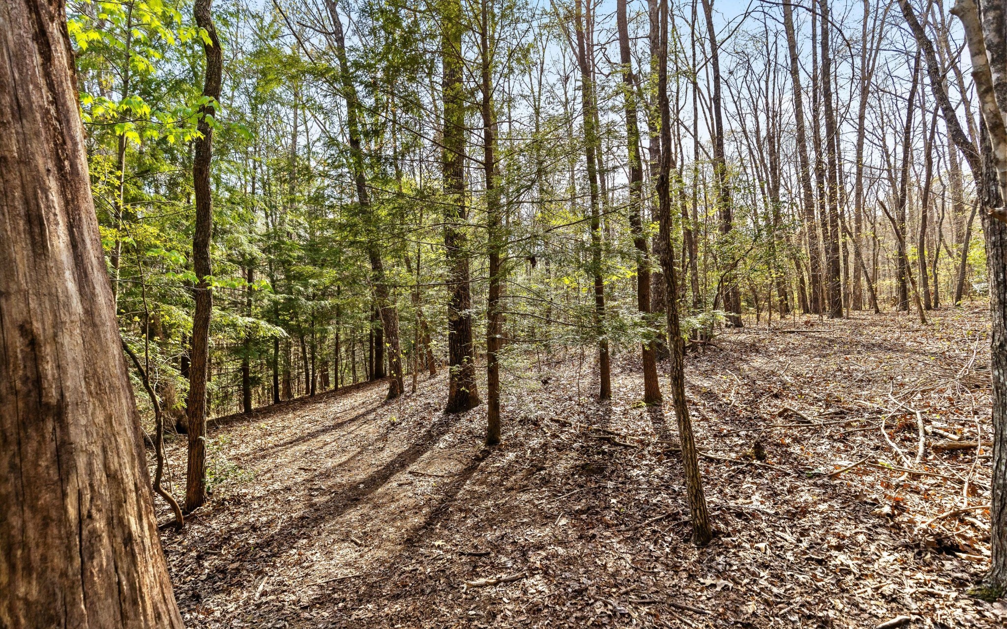 2593 Boston Branch Circle Signal Mountain TN 37377