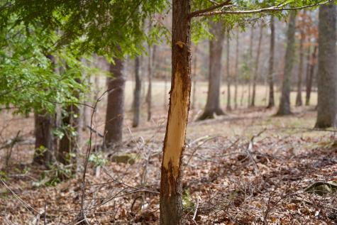 0 Daus Mountain Road Palmer TN 37365