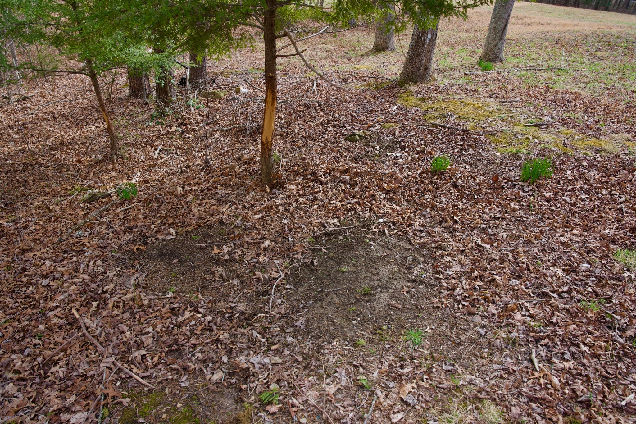 0 Daus Mountain Road Palmer TN 37365
