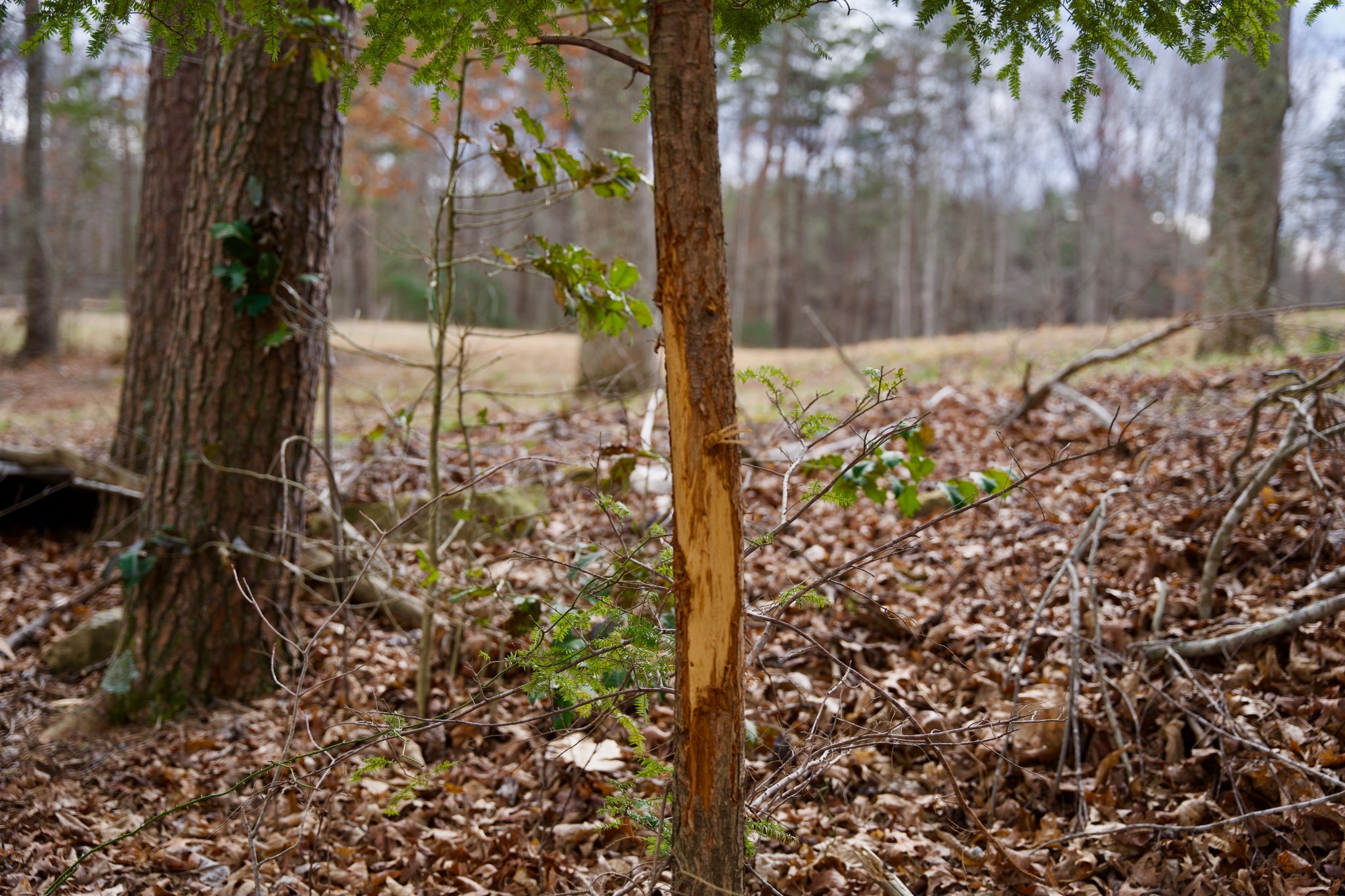 0 Daus Mountain Road Palmer TN 37365