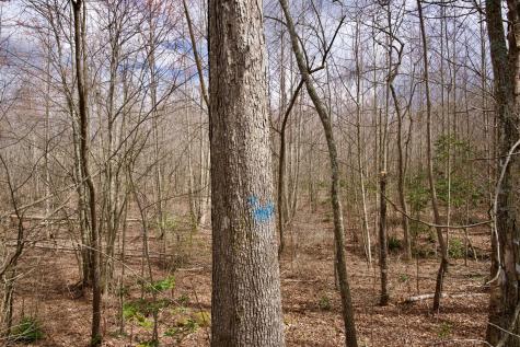 0 Daus Mountain Road Palmer TN 37365