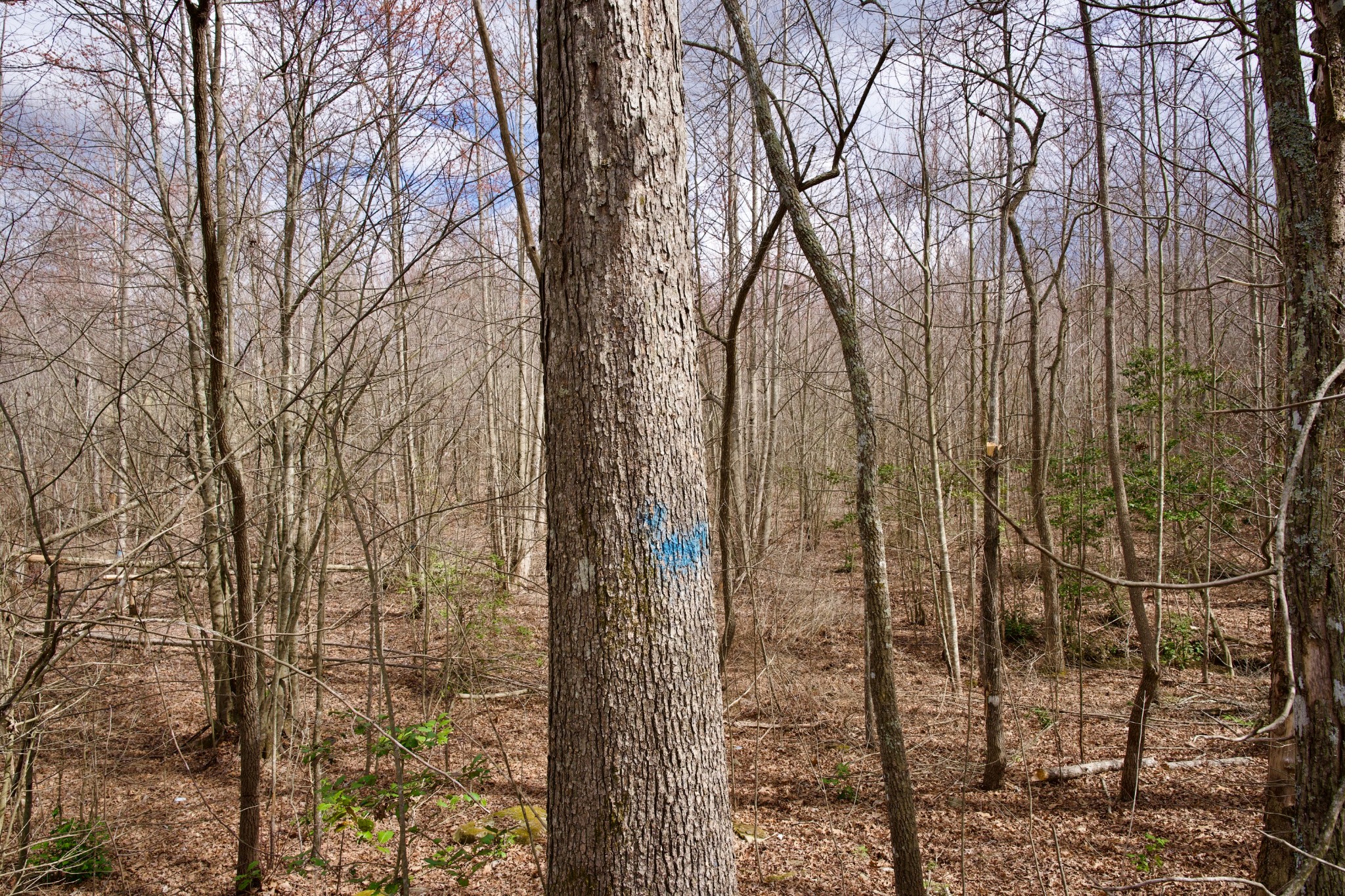 0 Daus Mountain Road Palmer TN 37365