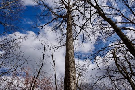 0 Daus Mountain Road Palmer TN 37365