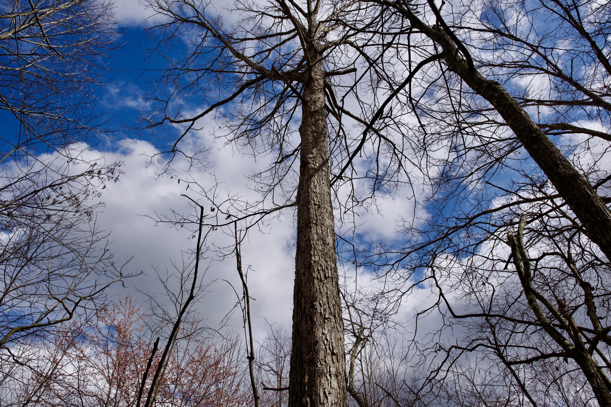 0 Daus Mountain Road Palmer TN 37365